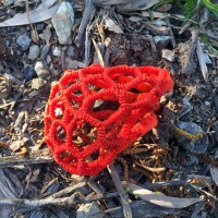 Beware of the Red Cage Fungus!
